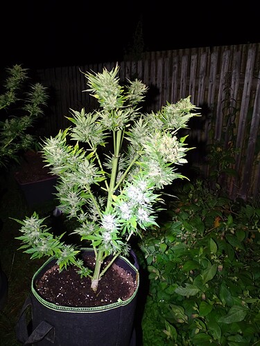 Growreport Bild 28