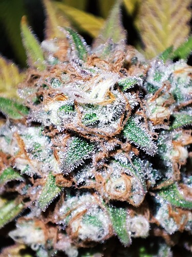 Growreport Bild 33