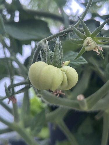Growreport Bild 49