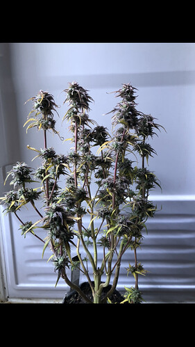 Growreport Bild 1