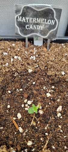 WhatsApp Image 2025-11-19 at 21.56.45 (1)