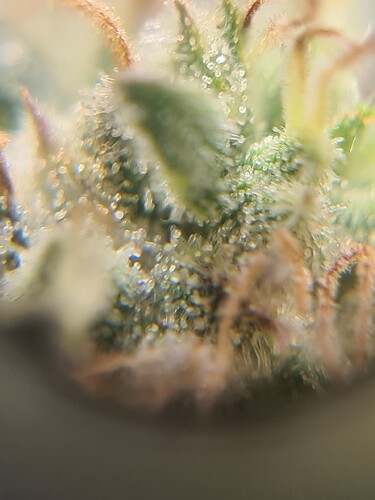 Growreport Bild 40