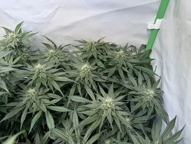 Growreport Bild 16