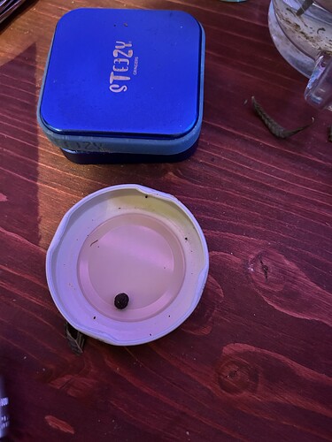 Ein kleiner, dunkler Cannabis-Harzklumpen (Finger-Hasch) liegt in einem weißen Deckel neben einem blauen Storz & Bickel Grinder auf einem Holztisch.