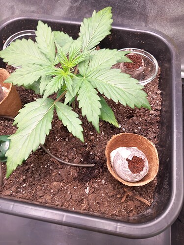 Growreport Bild 5
