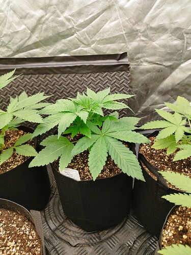 Eine junge Cannabispflanze in einem schwarzen Stofftopf, die sich in der Wachstumsphase befindet. Die Pflanze hat mehrere grüne Blätter und steht in einem Zelt.