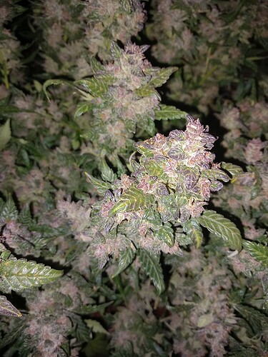 Growreport Bild 3