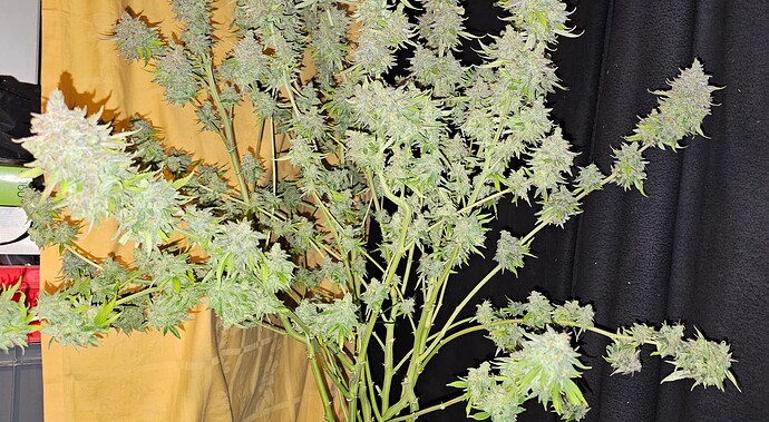 Growreport Bild 50