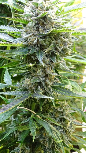 Growreport Bild 31