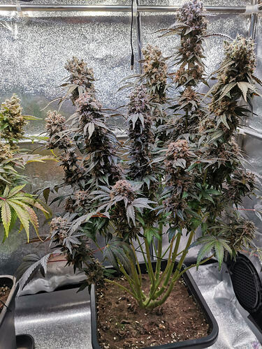 Growreport Bild 32