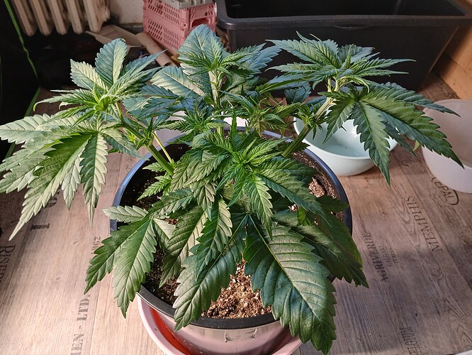 Growreport Bild 2