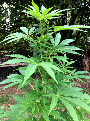 Grow26_0912_17_OMF