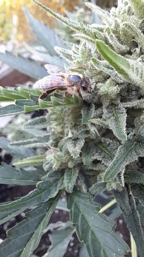 Growreport Bild 5