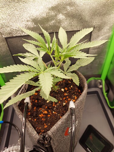 Growreport Bild 4