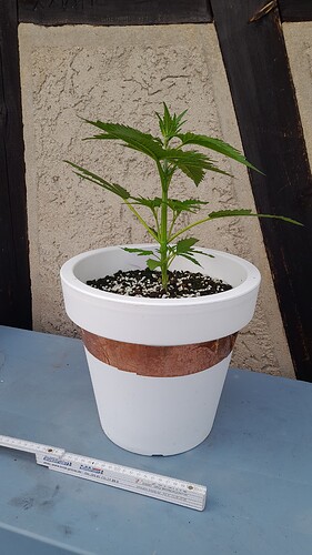 Growreport Bild 29