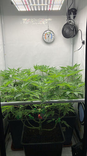 Blick in ein Growzelt mit vier Cannabis-Pflanzen in schwarzen Töpfen unter einer LED-Lampe.