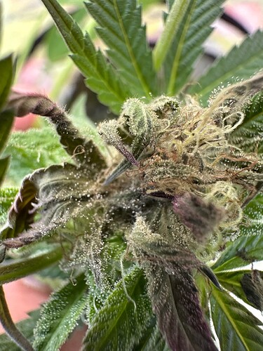Growreport Bild 29