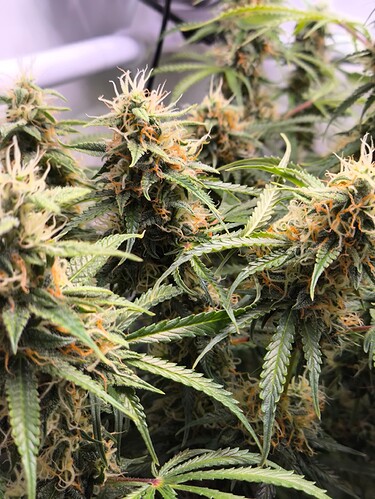 Growreport Bild 12