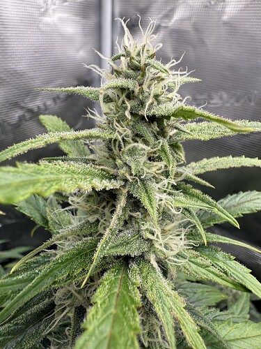 Growreport Bild 21