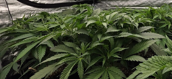 Growreport Bild 15
