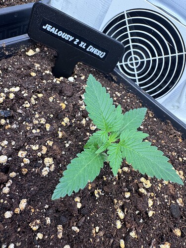 Growreport Bild 29