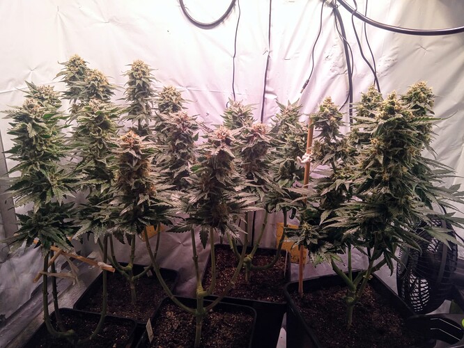 Growreport Bild 1