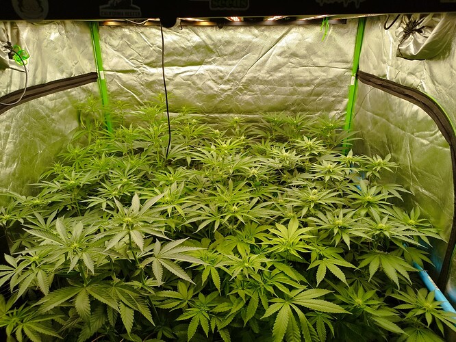 Mehrere Cannabispflanzen in einem Zelt, die sich im Wachstumsstadium befinden und viele grüne Blätter und aufstrebende Blütenstände aufweisen.
