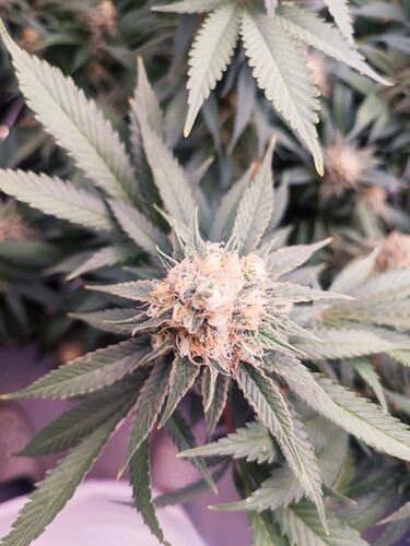 Growreport Bild 15