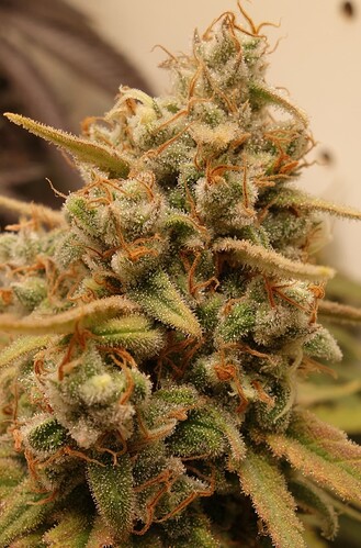 Growreport Bild 10