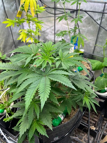 Growreport Bild 7