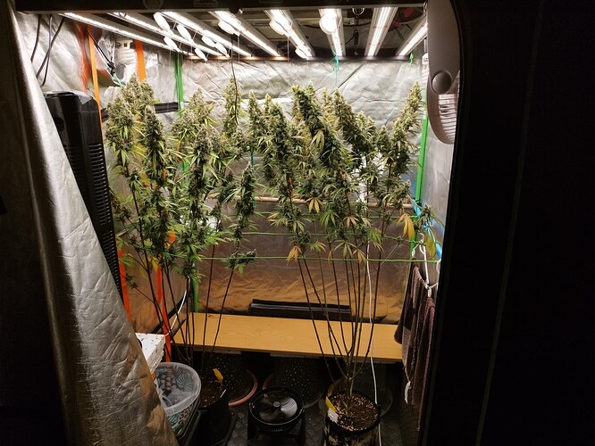 Mehrere blühende Cannabispflanzen in einem Zelt mit LED-Beleuchtung.