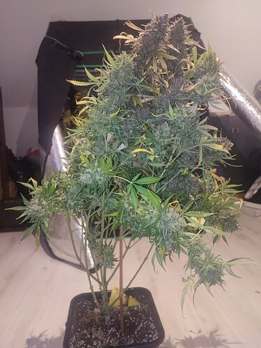 Growreport Bild 20