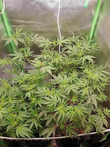 Growreport Bild 1