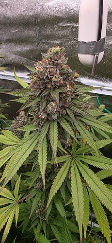 Growreport Bild 40
