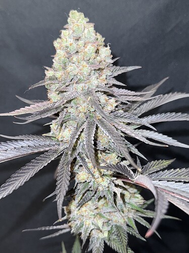 Growreport Bild 37