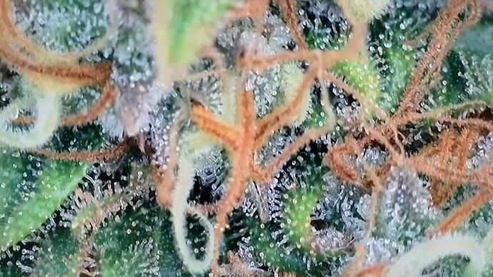 Growreport Bild 1