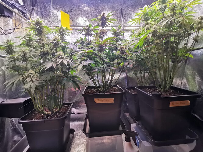 Growreport Bild 4
