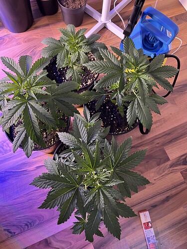 Growreport Bild 3