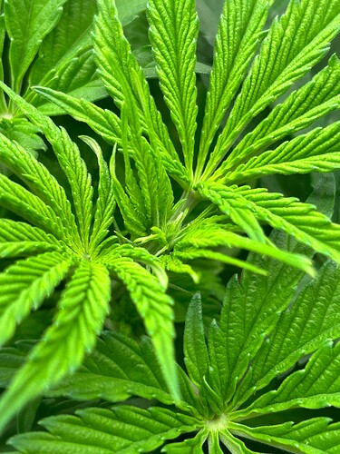 Growreport Bild 20