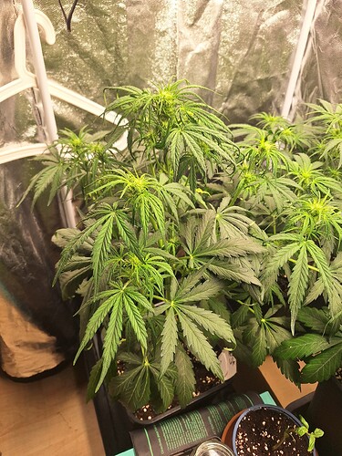 Growreport Bild 4
