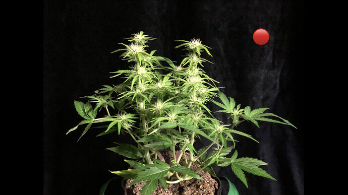 Growreport Bild 4