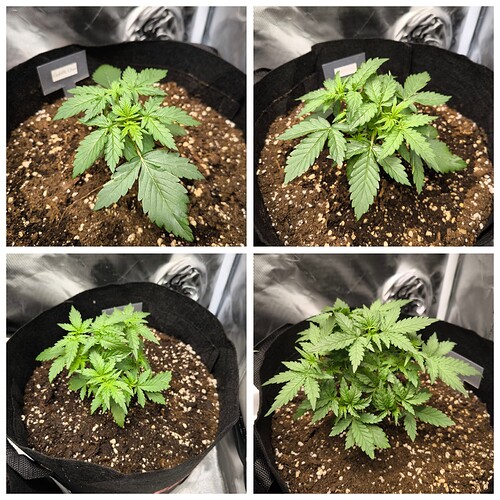 Growreport Bild 7