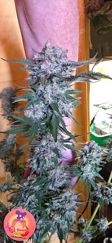 Growreport Bild 22