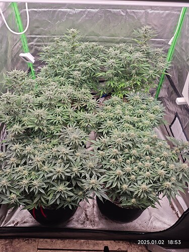 Growreport Bild 12