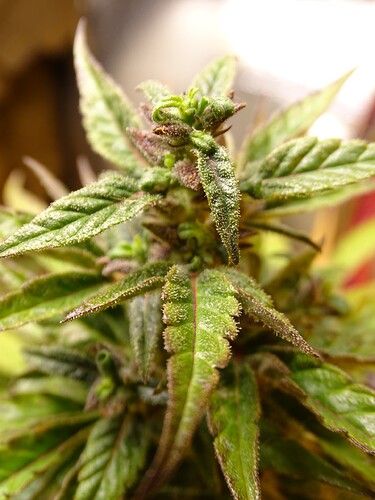 Growreport Bild 1