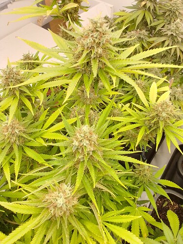Growreport Bild 1