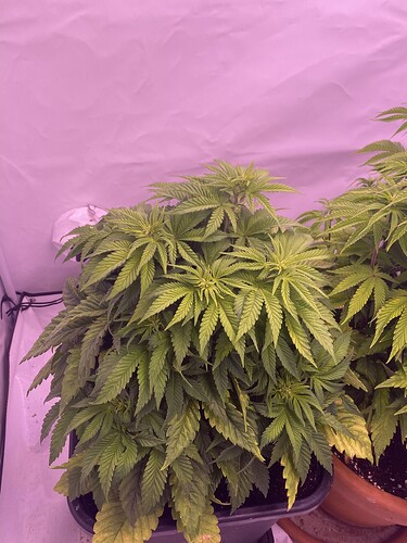 Growreport Bild 2