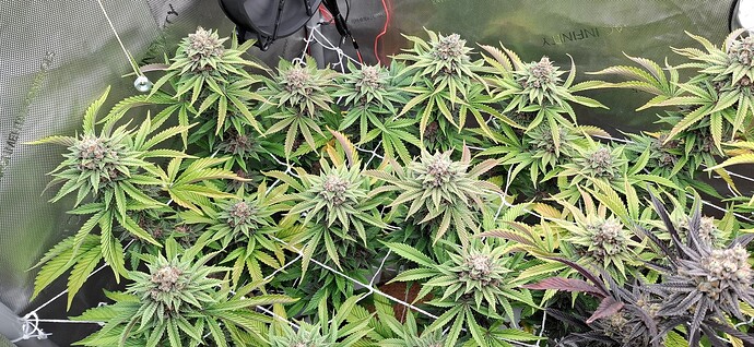 Growreport Bild 5