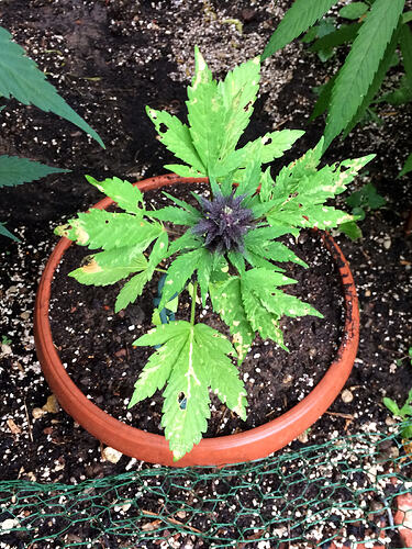 Grow26_0819_1