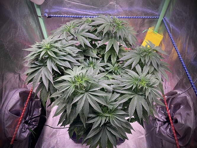 Growreport Bild 4